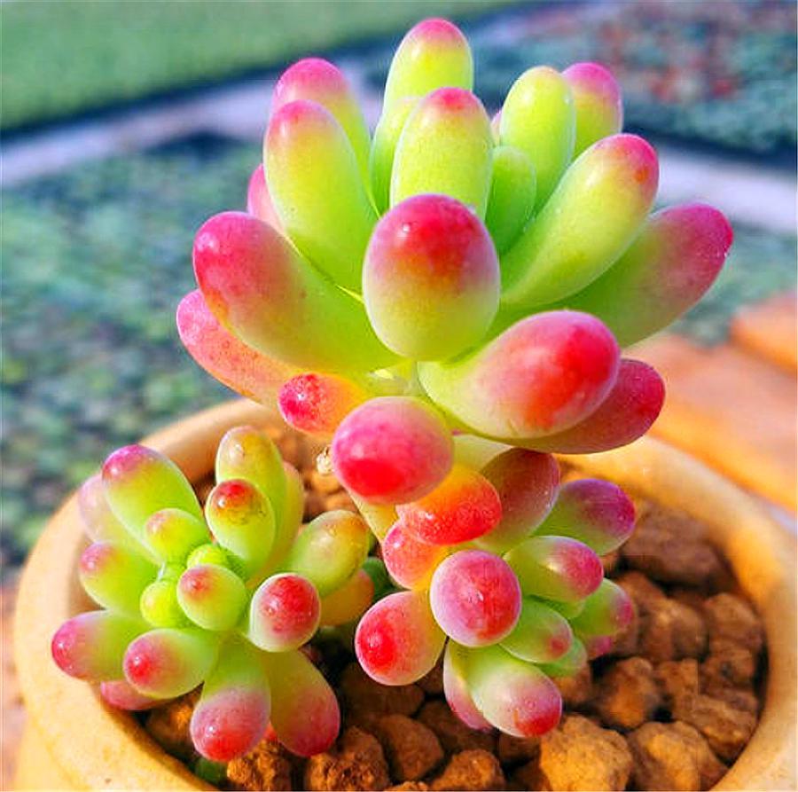 养多肉乙女心,就是要宠着它,做好"3个多",晶莹透明颜色亮