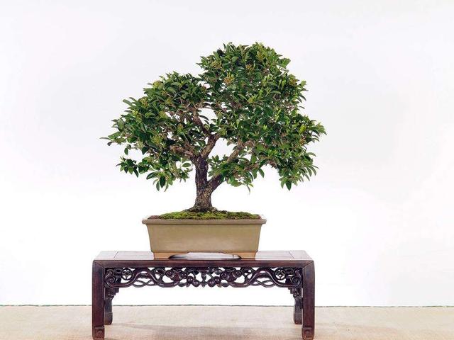 冬青树种植方法和修剪技术介绍，冬青树种植前景好吗（冬青盆景意境足）