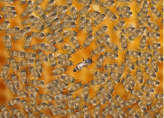 蜜蜂有什么特点，蜜蜂的特点是什么（图示4种巧妙小方法）