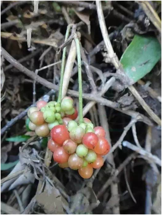 湖南有哪些特色水果，湖南人最全山里野果子