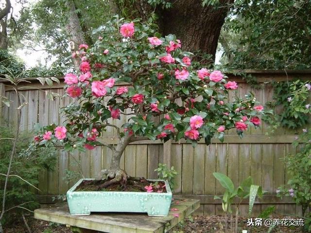 洒金珊瑚，这些四季常青的灌木盆栽适合养阳台上（洒金珊瑚喜阴还是喜阳）