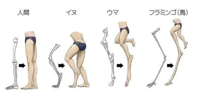 养雪鸮犯法吗，宠物雪貂多少钱一只（猫头鹰的构造原来这么奇葩）