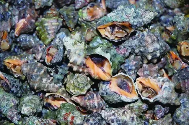 请问清炸小扒皮鱼的做法，炸小剥皮鱼的做法大全（今后再也不怕不认识海鲜了）