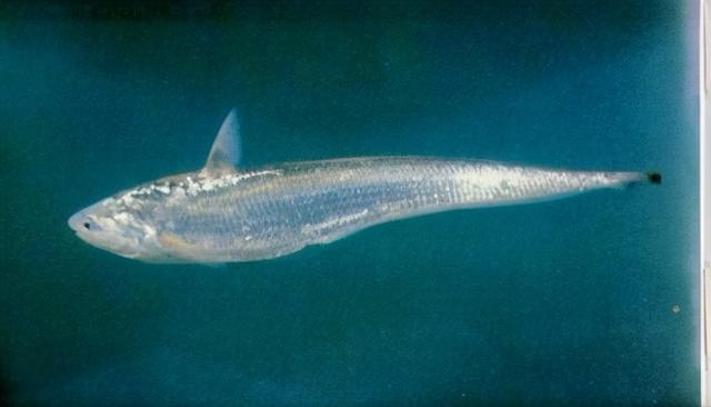 淡水观赏鱼种类，淡水观赏鱼的种类大全！（中国淡水观赏鱼图集<一>）