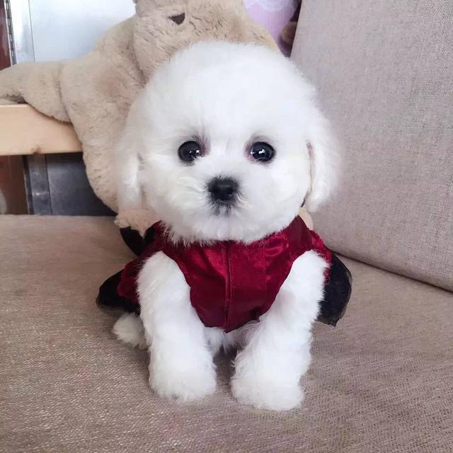 女生适合养的护卫犬，家庭护卫犬（这“7种狗狗”值得一养）