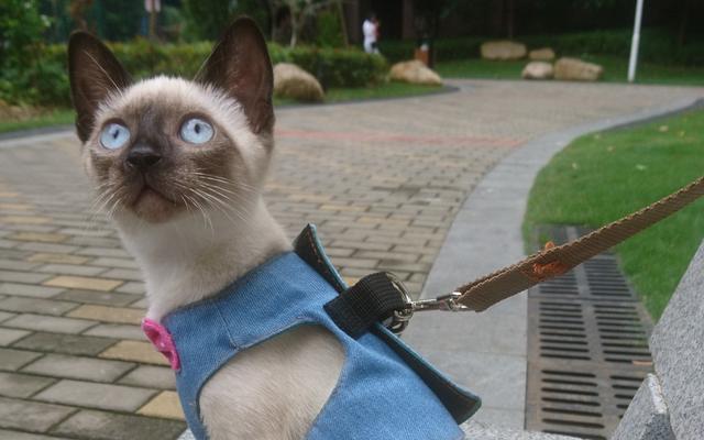 猫中之王是什么品种，十大最漂亮的猫（暹罗猫：堪称最忠诚的猫）