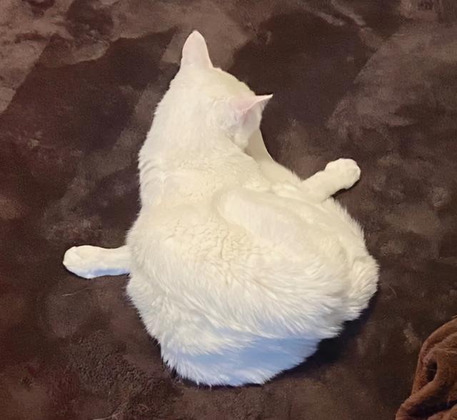 可爱表情包.抱我的小猫腿舔我的jio，微信头像，可爱表情包.抱我的小猫腿舔我的jio（却把评论区逼成了恋jio癖哈哈哈）