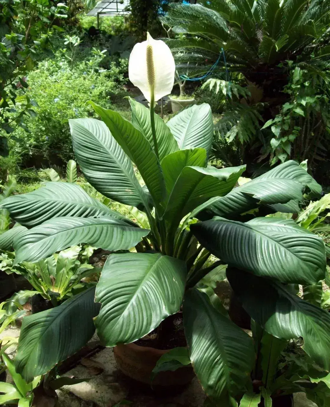 家里面有甲醛如何去除？揭秘甲醛最怕三个克星植物 第1张