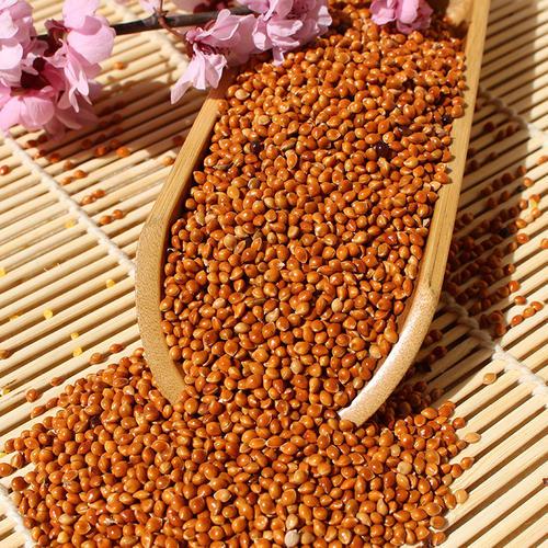 黍子是什么粮食,黍子面是什么粮食作物(高粱和谷子怎么区分)