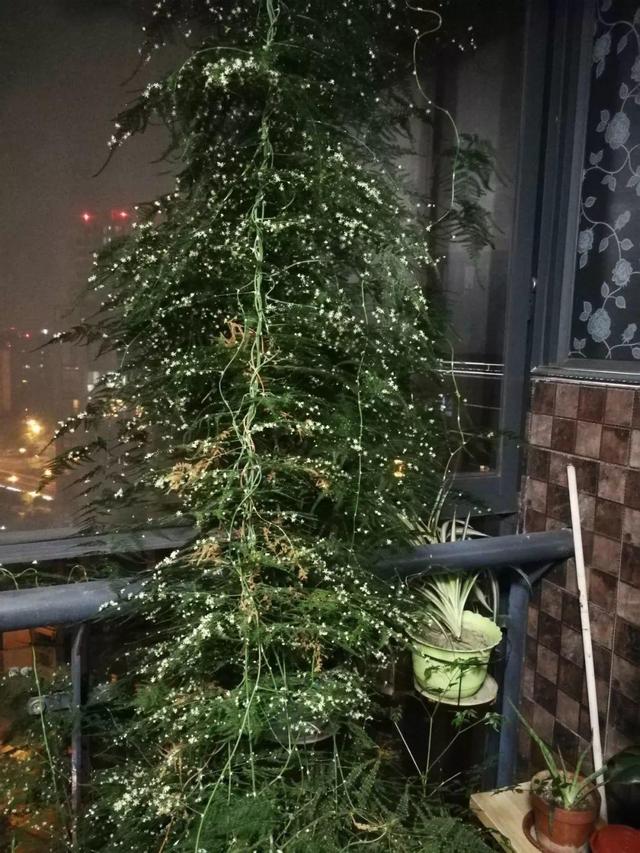 吊兰怎么养才能更旺盛，吊兰叶子尖发黄干枯什么原因（敲个鸡蛋埋土里）