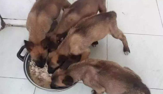 昆马犬和比利时马犬那不同，马犬和比利时犬一样吗（这就是马犬，一只优秀的犬种）