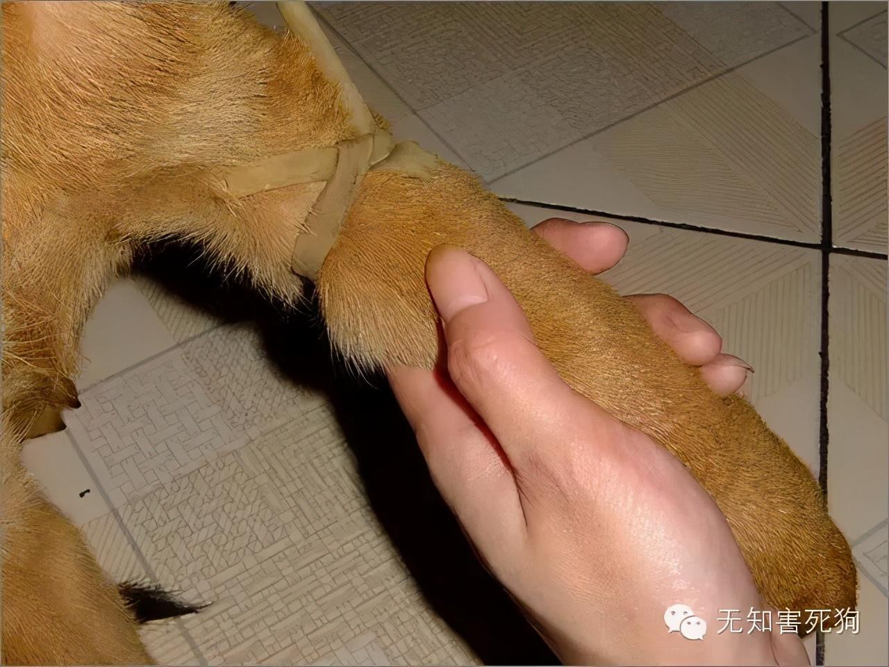 狗狗打吊针多少钱 狗狗输液价格