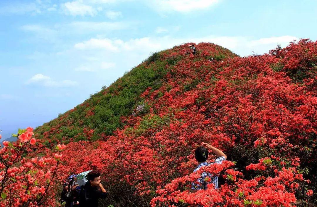 梵净山在哪里个省哪个市，贵州省的梵净山了解一下