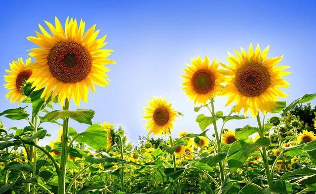 天堂鸟花语，天堂鸟花图片（你知道大自然中这些花的花语吗）