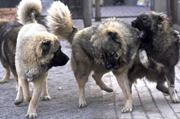 高加索犬图片，有着“战斗民族”之称的高加索犬（高加索犬图片）