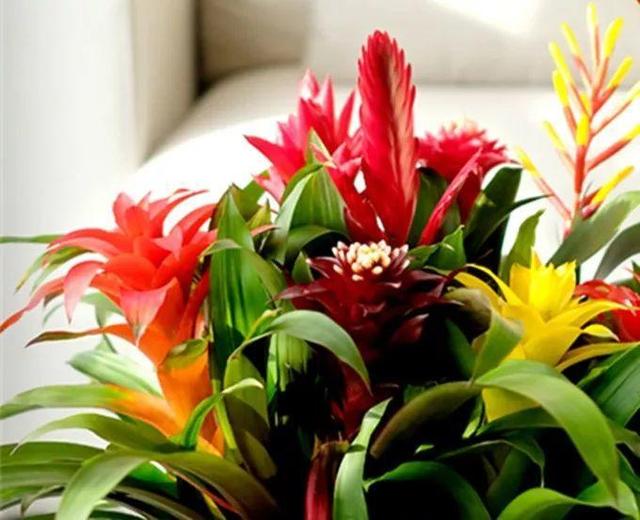 鸿运当头好养吗，鸿运当头怎么不好养（鸿运当头别喷水）