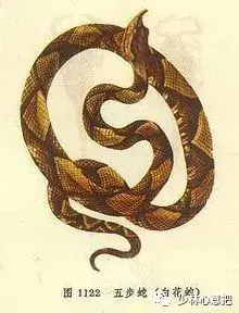 白牛胆的功效与作用，白牛胆的功效与作用禁忌（中药图片大全与功效）