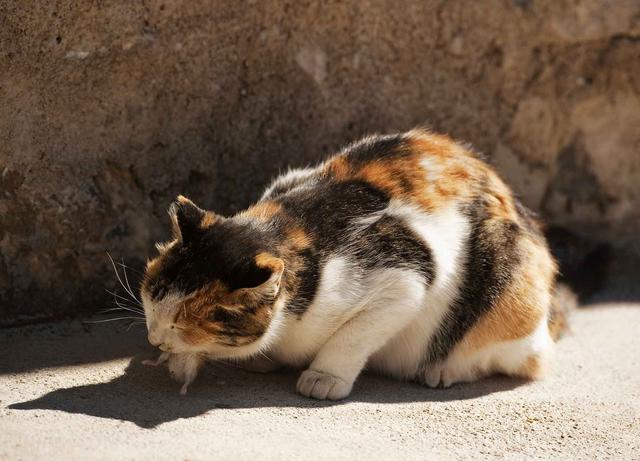 猫肉能吃吗，猫肉能吃吗,有什么禁忌（李时珍说猫肉不佳）