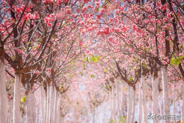 春水映梨花是啥意思，如春水映梨花是什么意思（你是我的暖）