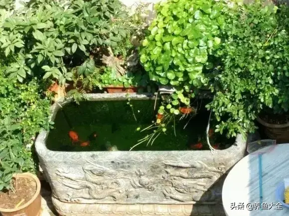 金鱼缸价格，金鱼缸价格及图片（打造一个室内迷你生态园）