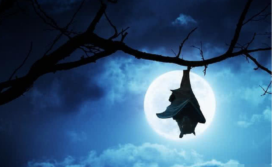 蝙蝠睡觉的姿势是，蝙蝠睡觉闭眼睛吗（时间长了头部不会充血吗）