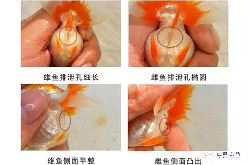 锦鲤鱼怎么分辨公母鱼,家庭饲养金鱼攻略之这是公鱼还是母鱼 - 玉三网