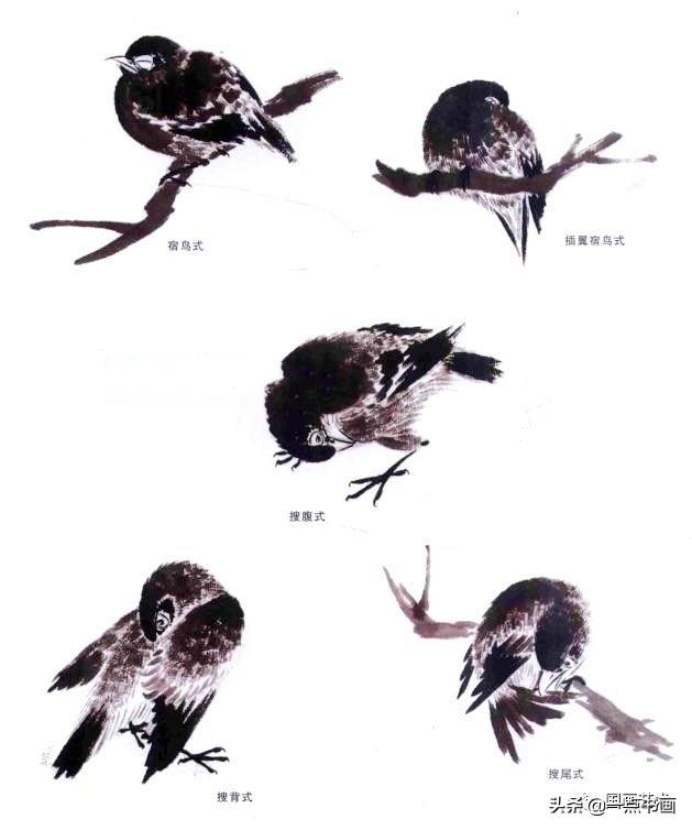 鸟字多少笔画，鸟字有多少笔画（写意禽鸟的基本画法讲解）