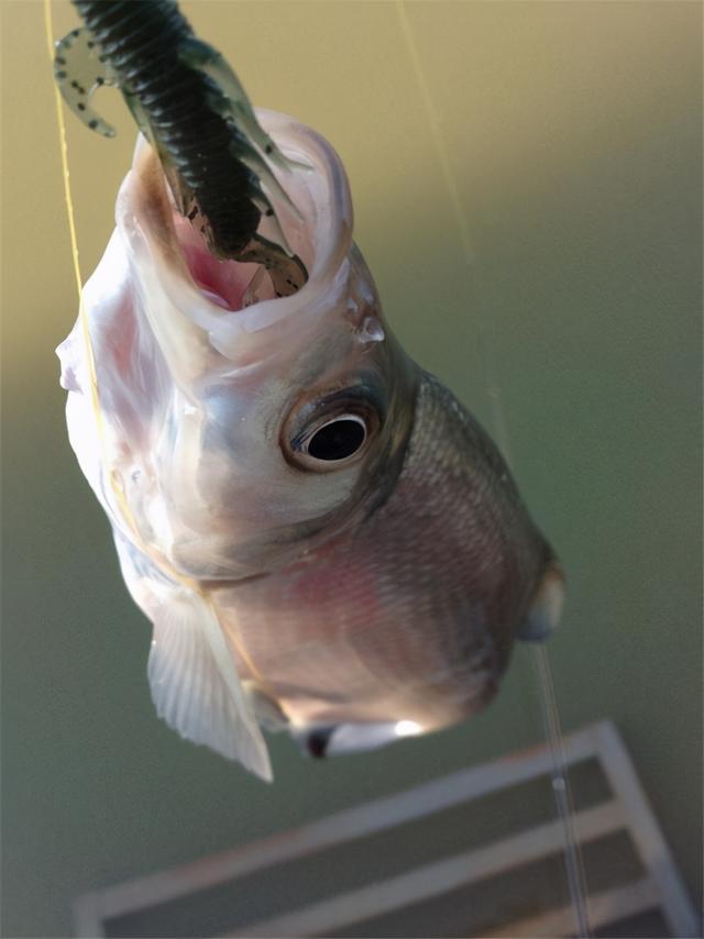 青稍鱼什么时候好钓，青稍怎么钓最快（春季手竿钓翘嘴的攻略与技巧）