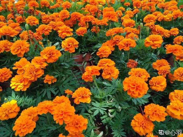 紫薇花什么季节开花，紫薇什么时候开花（温度高也不休眠）