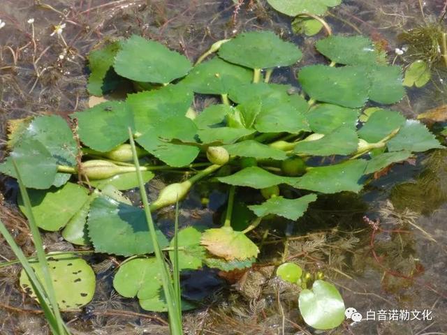 牧也，牧是什么意思（白音诺勒地名小传）