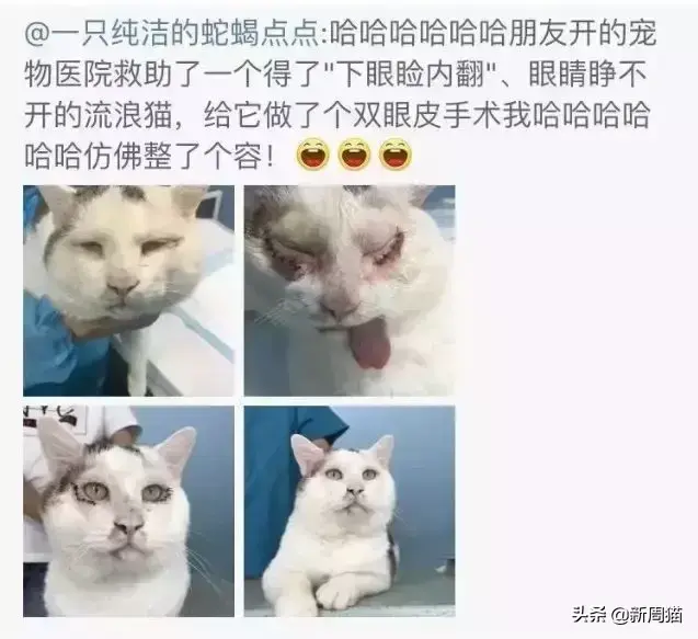 猫咪拔牙多少钱 猫咪拔牙后多久可以完全康复