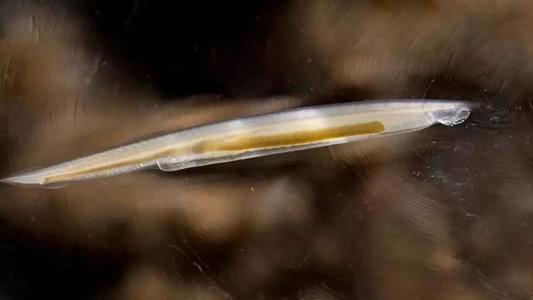 文昌鱼是鱼吗，文昌鱼是鱼吗是海鱼吗（它同时符合两种生物的特征）