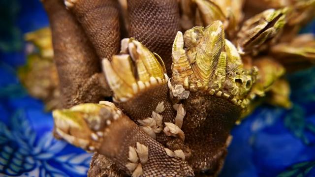 我最近闲在家里除了在家里做一些面食,比如馒头花卷肉包子之类的,还