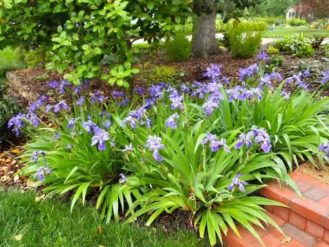 鸢尾花的寓意是什么，鸢尾花是什么含义（全球70000多个品种的这类植物原来都叫鸢尾）