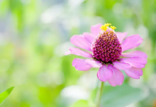 拥有阳光的心态，有关阳光心态的句子（做人，要有阳光心态！）