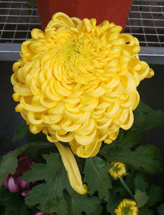 白菊花代表什么意思，白菊花的功效与作用（菊花的3个美好寓意）