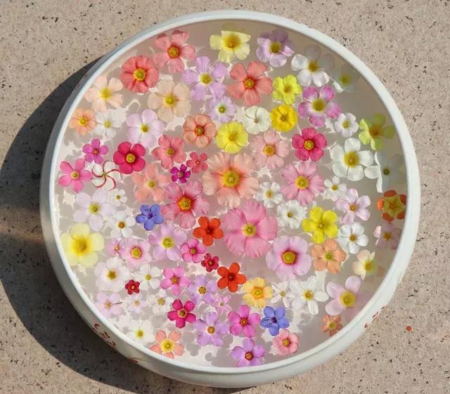 绿萝好养吗,绿萝怎样栽培(绿萝竟然排在倒数第1) 绿萝好养吗,绿萝怎样栽培(绿萝竟然排在倒数第1)