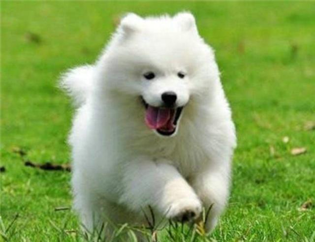 金丝熊打喷嚏怎么回事，金丝熊像打喷嚏一样是怎么回事（到底有没有呀<二>）