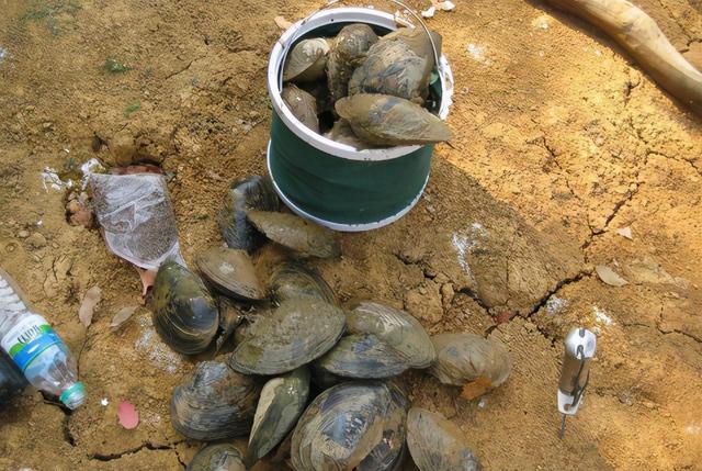 河蚌的营养价值及功效，河蚌和什么煲汤最好（现在30元一斤却很少人养殖）