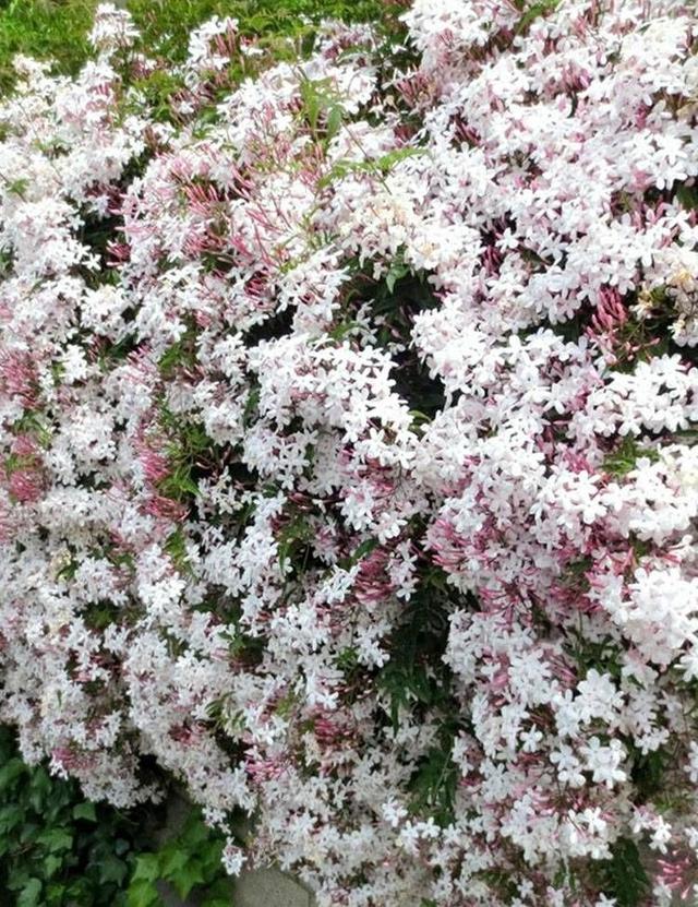 素馨花（素馨花花语，养一棵“素馨花”吧（素馨花是什么意思）