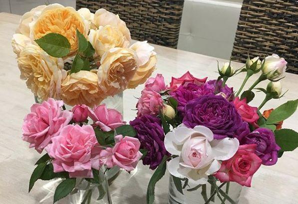 观音莲的花语，观音菩萨与莲花的寓意（守护你的小幸福）