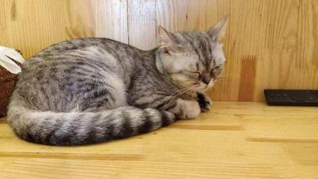 emmmmm是什么意思，emmmmm什么意思（喵叫原是猫与人沟通的独特语言）