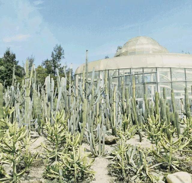 厦门万石植物园里有哪些植物，厦门万石植物园里有哪些植物花（种满多肉的植物园）