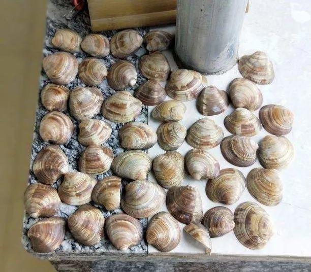 用醋兑水杀蚜虫有用吗，白醋杀蚜虫（浇花的水里加点这种料）