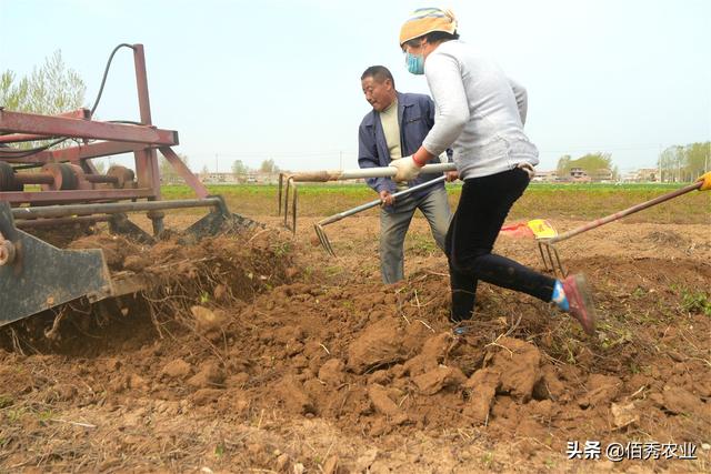 千年何首乌真实存在吗，人工种植产量堪比红薯