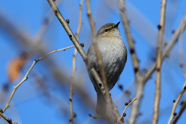 水鸡是什么，水鸡是什么车（西方秧鸡、叽咋柳莺......）