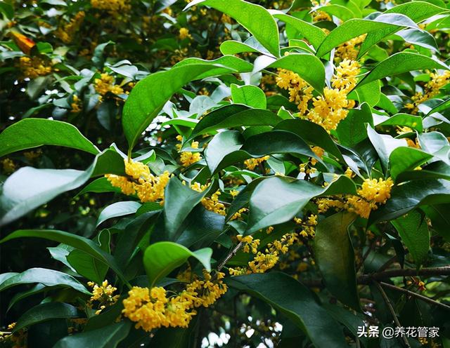 如何分辨桂花开不开花，秋意浓，最是桂花香