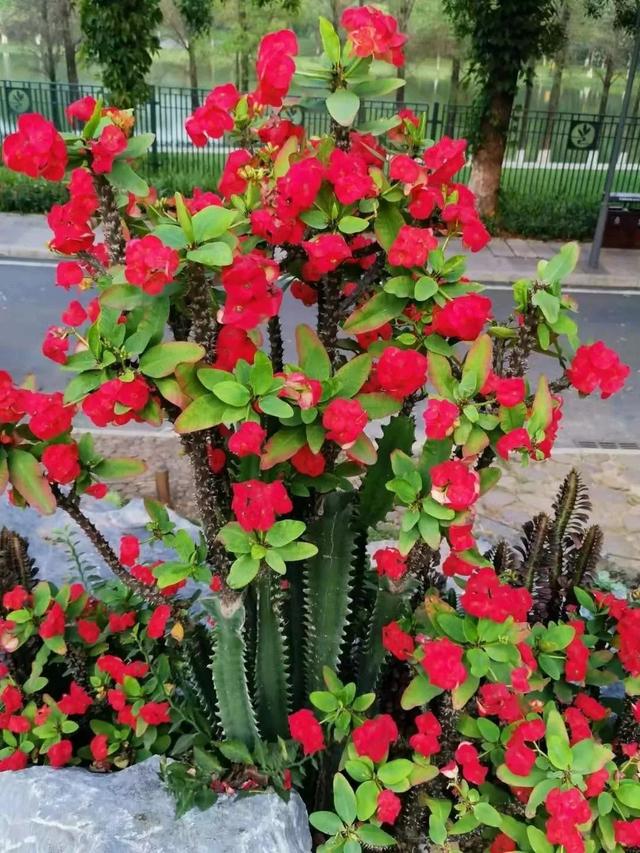 虎刺梅，你会养这种浑身带刺的植物么（虎刺梅怎么扦插）