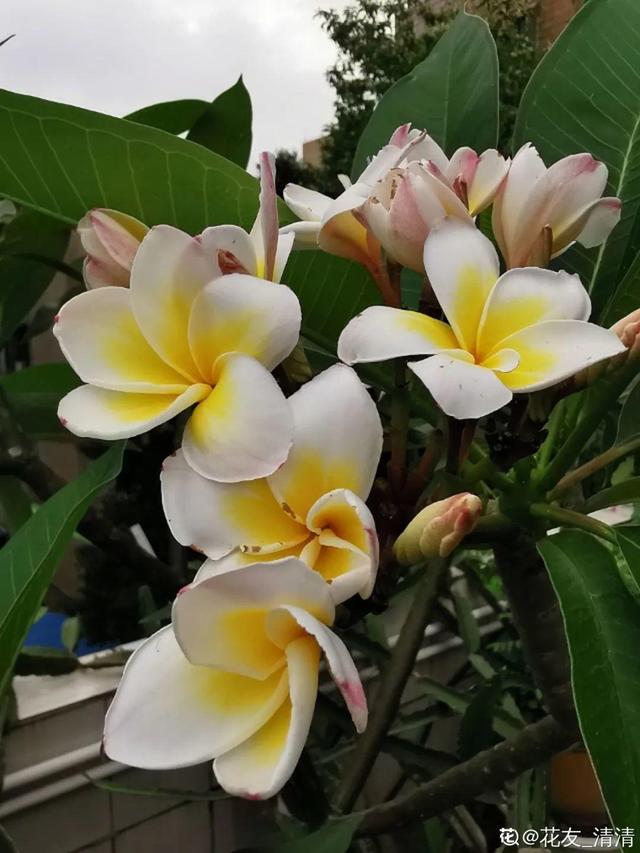 生僻唯美的花名，生僻唯美的花名四字（6种小众花）