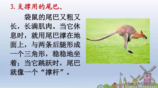 带有提手旁的字大多与什么有关，提手旁的字有哪些（部编版小学语文一年级上册第6课《比尾巴》重点知识+图文解读）